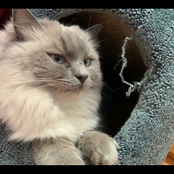 Meet your Posher, Jessica - Picture 1 of 1